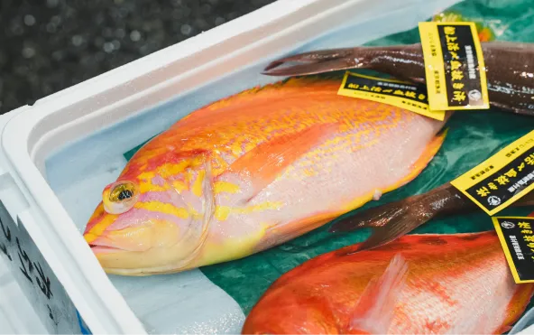 鮮魚ケースに並ぶ赤橙色の高級魚キジハタ