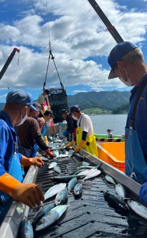 港で魚を仕分けする作業風景