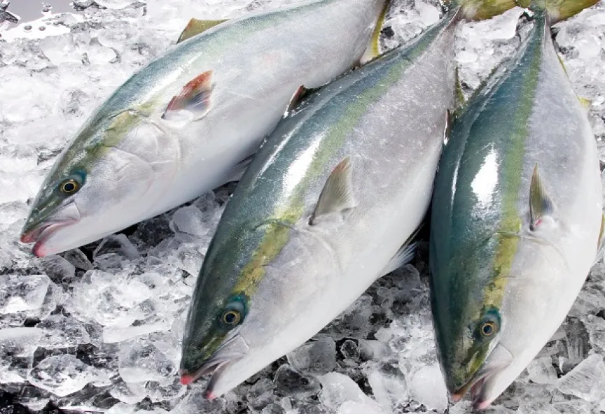 氷の上に並べられた鮮魚
