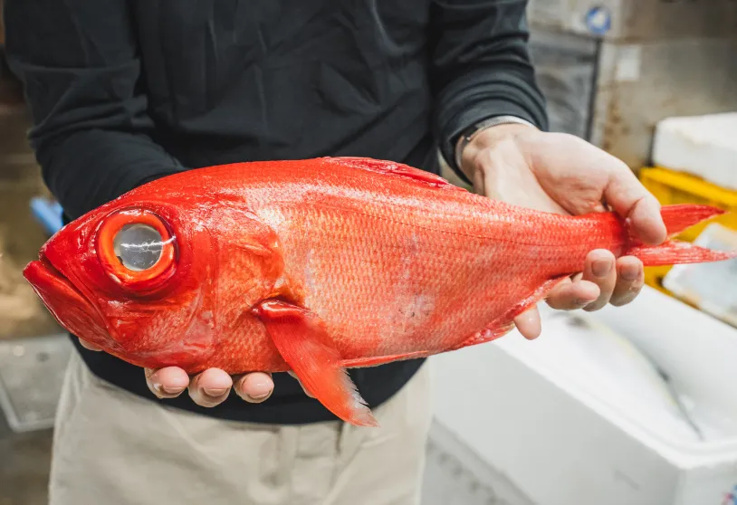手に持った赤い鮮魚