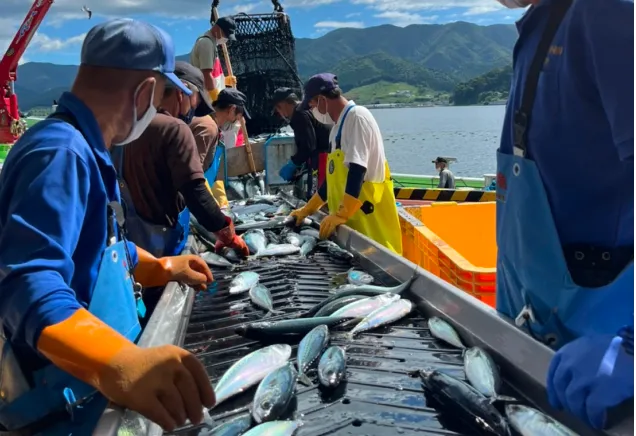 漁港で魚を選別する作業風景