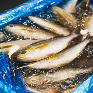 水に浸された鮮魚の保管風景