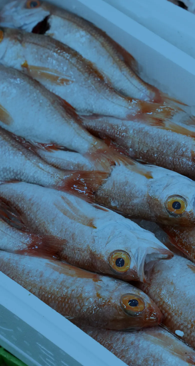 発泡スチロール箱に並ぶ鮮魚