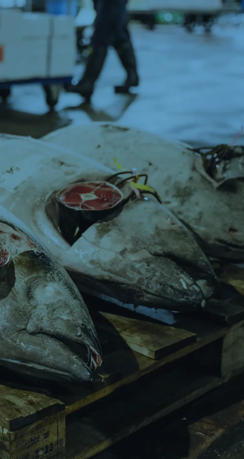 市場に並ぶマグロの頭部