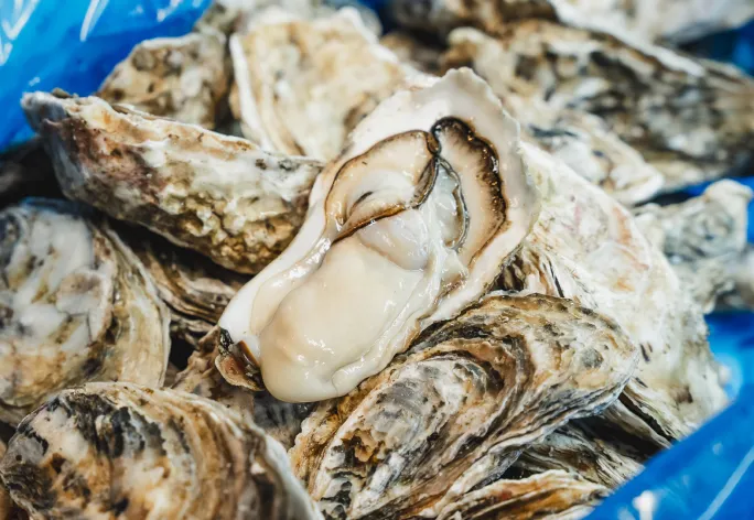 殻付きの新鮮な牡蠣